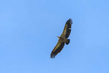 One griffon vulture flying in blue sky