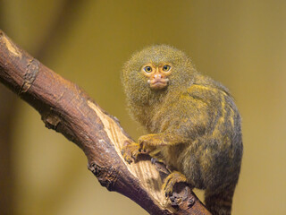 A cute little Pygmy marmoset sitting on a tree