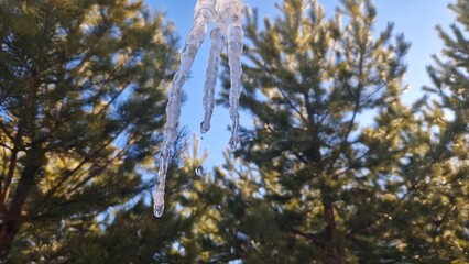As icicles melt heralding imminent arrival of spring witness nature's transition Dripping of...