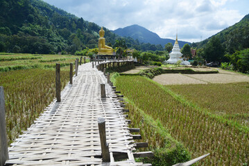 Bamboo bridge to the white pagoda and Phra Chao Ton Luang, a large outdoor golden Buddha statue. Sitting prominently in the middle of a rice field at Na Khuha Temple there are beautiful natural places