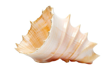 sea shell isolated on PNG Background. Generative Ai.