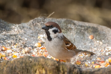 A close-up Eurasian tree sparrow stands on the wooden stump and looks toward the camera lens.
