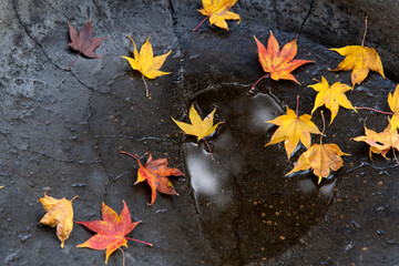 Naklejka na ściany i meble Fallen maple leaves on the ground in autumn