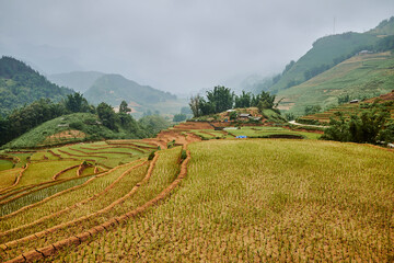 village rice fields in mountains in sapa, vietnam - 747084412