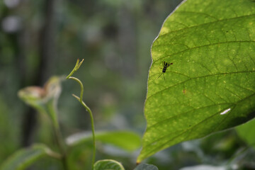 A tiny grasshopper with striped black and green coloration sits on the underside of a leaf