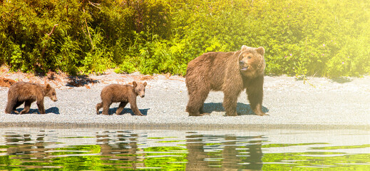 Bear with cubs on the lake with reflection on sunlight with copy space