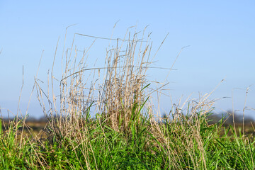 Environnement plan&egrave;te herbe gazon vert ecologie climat
