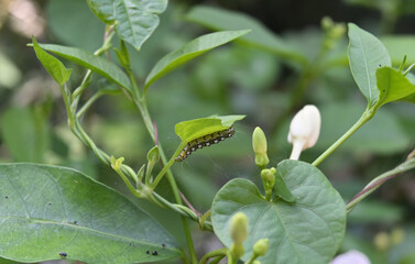 A olive green color caterpillar with black and white spots on the body is eating a leaf