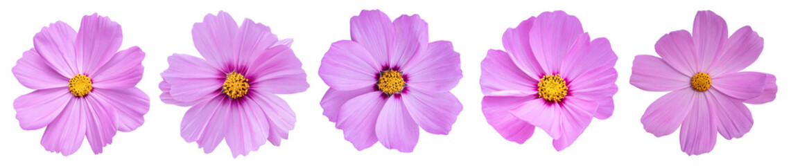 Set of Cosmos flower Isolated on transparent background. PNG File