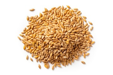 Wheat Grains Isolated, Barley Pile, Dry Cereal Seeds for Bread, Spelta Healthy Organic Food, Wheat Grains