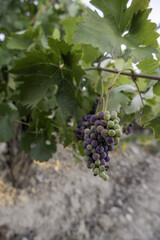 Fresh grapes in a vineyard - 747087469