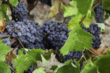 Fresh grapes in a vineyard - 747087489