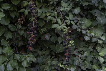 Blackberries on a bush - 747087495