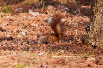 a squirrel sitting in the grass looking for food.