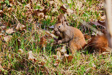 Naklejka na ściany i meble a squirrel sitting in the grass looking for food.