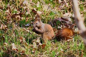 a squirrel sitting in the grass looking for food.