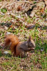 Naklejka na ściany i meble a squirrel sitting in the grass looking for food.