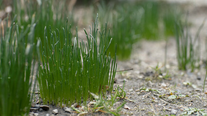 Young grass sprouts sometimes grow on infertile soil. close up