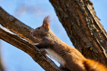 a squirrel on the branches of a tree.