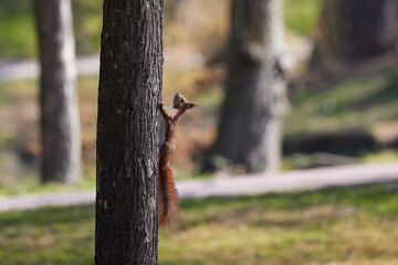 a squirrel on the branches of a tree.
