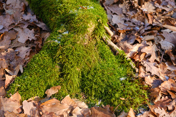 Baumwurzel mit Moos bewachsen, Naturpark Arnsberger Wald, Sauerland, Nordrhein-Westfalen, Deutschland, Europa
