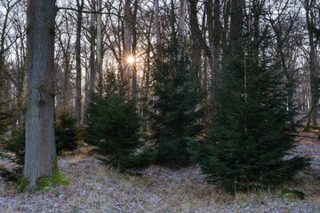 Sonnenstern über dem Tannenwald, Naturpark Arnsberger Wald, Sauerland, Nordrhein-Westfalen, Deutschland, Europa