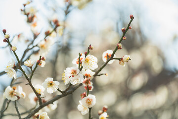 まだ蕾がある梅の花