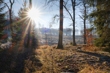 Sonnenstern über dem Wald, Naturpark Arnsberger Wald, Sauerland, Nordrhein-Westfalen, Deutschland,...