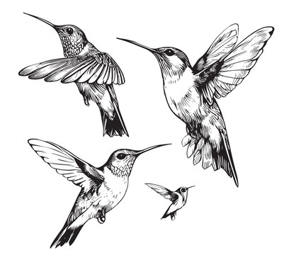 Set hummingbirds. Sketch