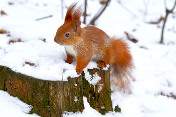 Redhead cute curious squirrel on a wooden snowy stump in winter