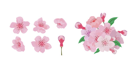 Clip art of cherry blossom