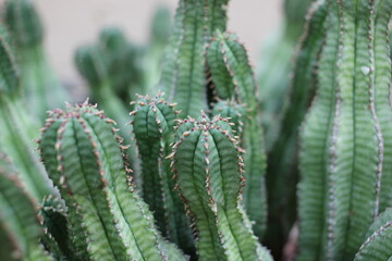 Closeup of a thorny cactus plant growing in the garden.