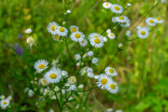 A bunch of Erigeron acris flowers looks like a daisy. Bright white leaves and orange center. Green grass in the background is blured.