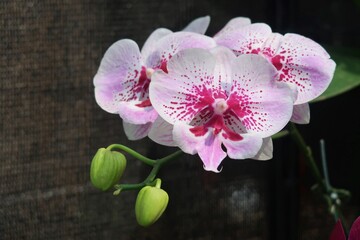 Fototapeta na wymiar beautiful and rare lianher Black Pearl Red Phalaenopsis Orchid Plant 