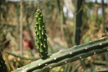 baby cactus growing in the desert