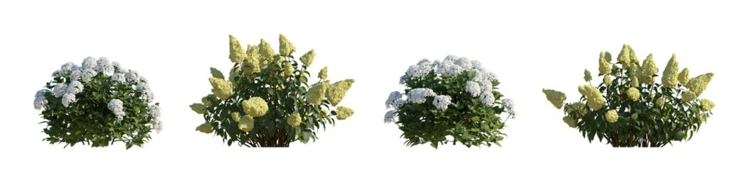 Set hydrangea arborescens annabelle and paniculata phantom bush shrub isolated png on a transparent...