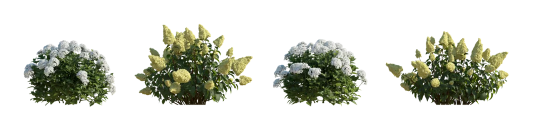 Foto op Aluminium Set hydrangea arborescens annabelle and paniculata phantom bush shrub isolated png on a transparent background perfectly cutout hd  © Roman