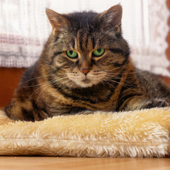 Serious looking tabby cat lying on a cushion in front of a window