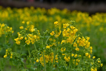 ナノハナが咲いている風景