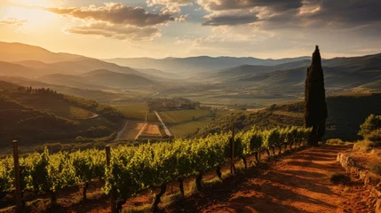Fototapete Tuscan vineyard with grapevines, rolling hills, and golden sunlight under a blue sky © Philipp