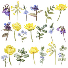 watercolor drawing set of spring flowers, floral design elements isolated at white background , hand drawn botanical illustration