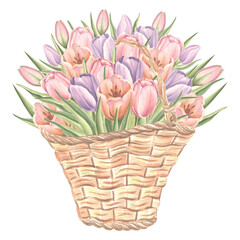 Tulips bouquet in vintage wicker basket. Isolated hand drawn watercolor illustration spring flowers. Floral drawing template for card of Mothers day, 8 March, Easter, wedding, textile, embroidery.