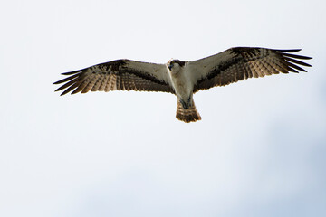 Fischadler im Flug (Pandion haliaetus)
