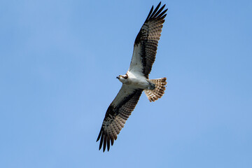 Fischadler im Flug (Pandion haliaetus)