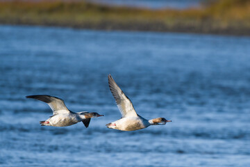 Fliegende Gänsesäger im Herbst in Schweden