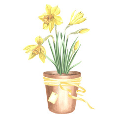 Yellow daffodils in clay flower pot tied with ribbon and tag. Isolated hand drawn watercolor illustration spring narcissus. Floral drawing template for card of Mothers day, 8 March, Easter, embroidery