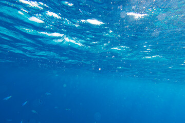 Underwater coral reef on the red sea