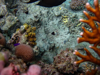The underwater world of the Red Sea with colorful coral reef inhabitants