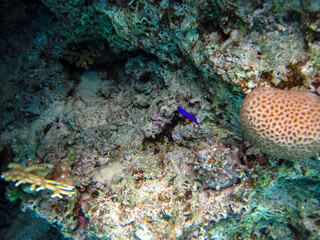 The underwater world of the Red Sea with colorful coral reef inhabitants