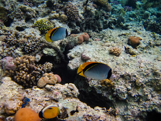 Naklejka na ściany i meble The underwater world of the Red Sea with colorful coral reef inhabitants
